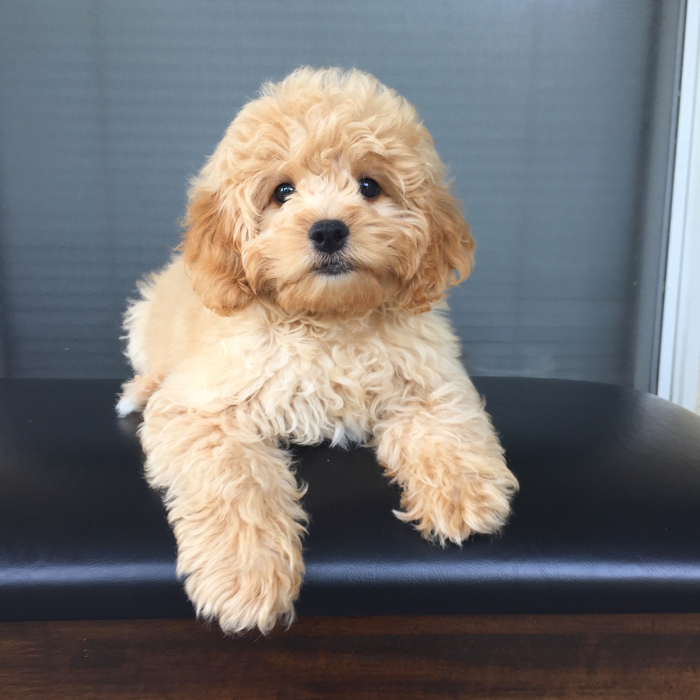 black and brown dog teddy