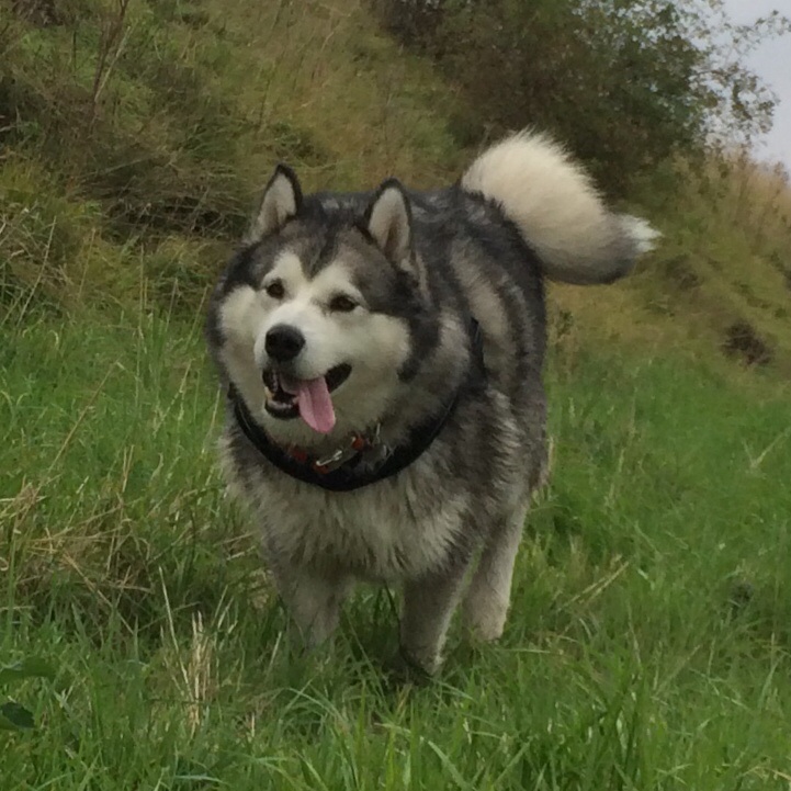 can a alaskan malamute live in martinique