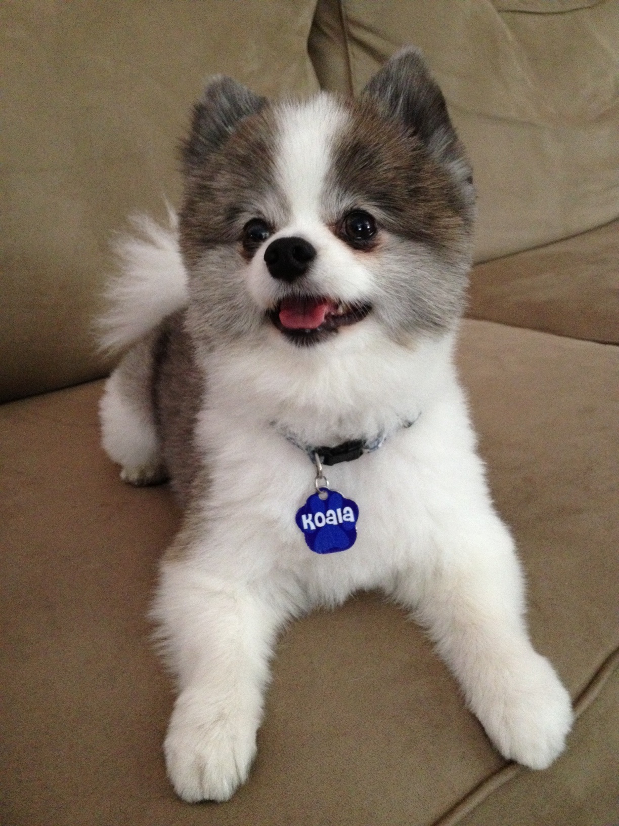 dog that looks like koala bear