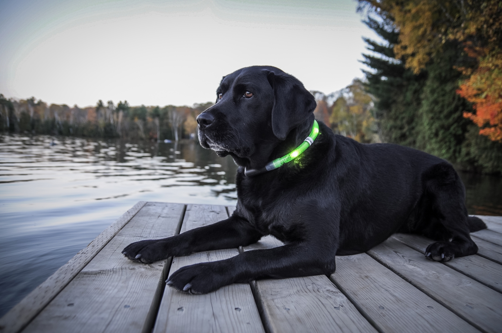 Glowdoggie LED Lighted Dog Collars