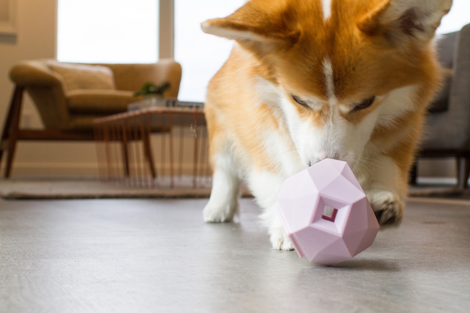 Odin is a Pembroke Welsh Corgi, Chief Toy Inspector and his pawrentals are the founders of Up Dog Toys.