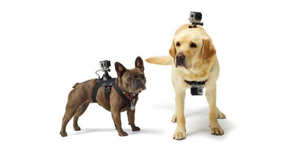 Fetch (GoPro Dog Harness)