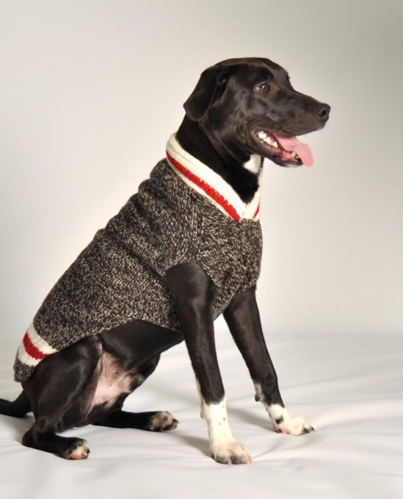 The Boyfriend Sweater for Dogs