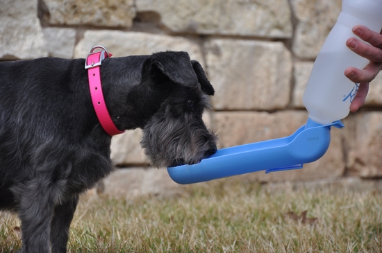 Gulpy Water Dispenser for Dogs