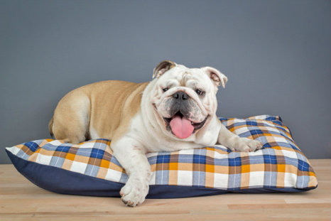 Classic Printed Dog Bed