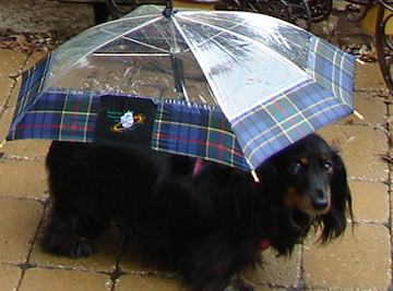 umbrellabanner.jpg