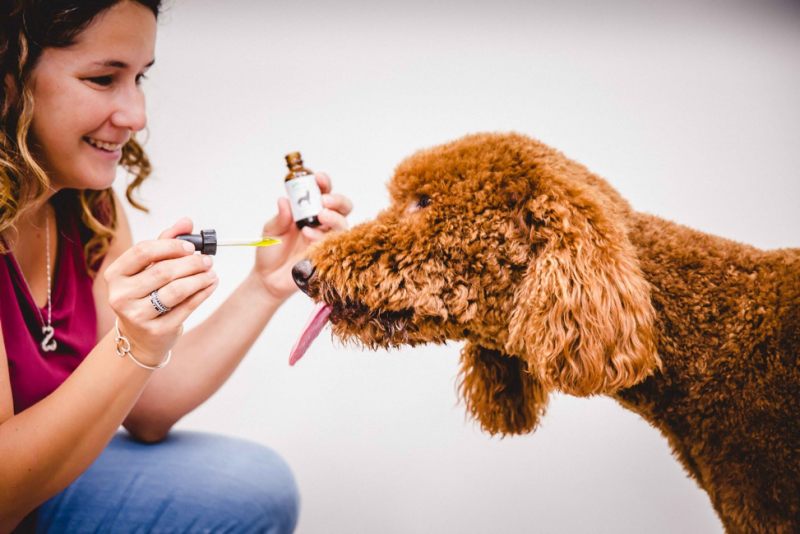 Owner administering CBD oil to dog