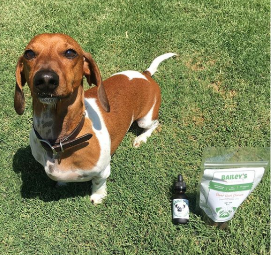 Dog with Bailey's CBD