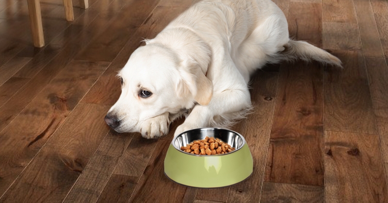 White dog with food bowl