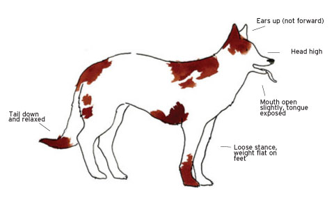 How To Read Your Dog's Body Language | Modern Dog magazine
