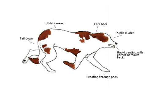 Dog Posture Chart