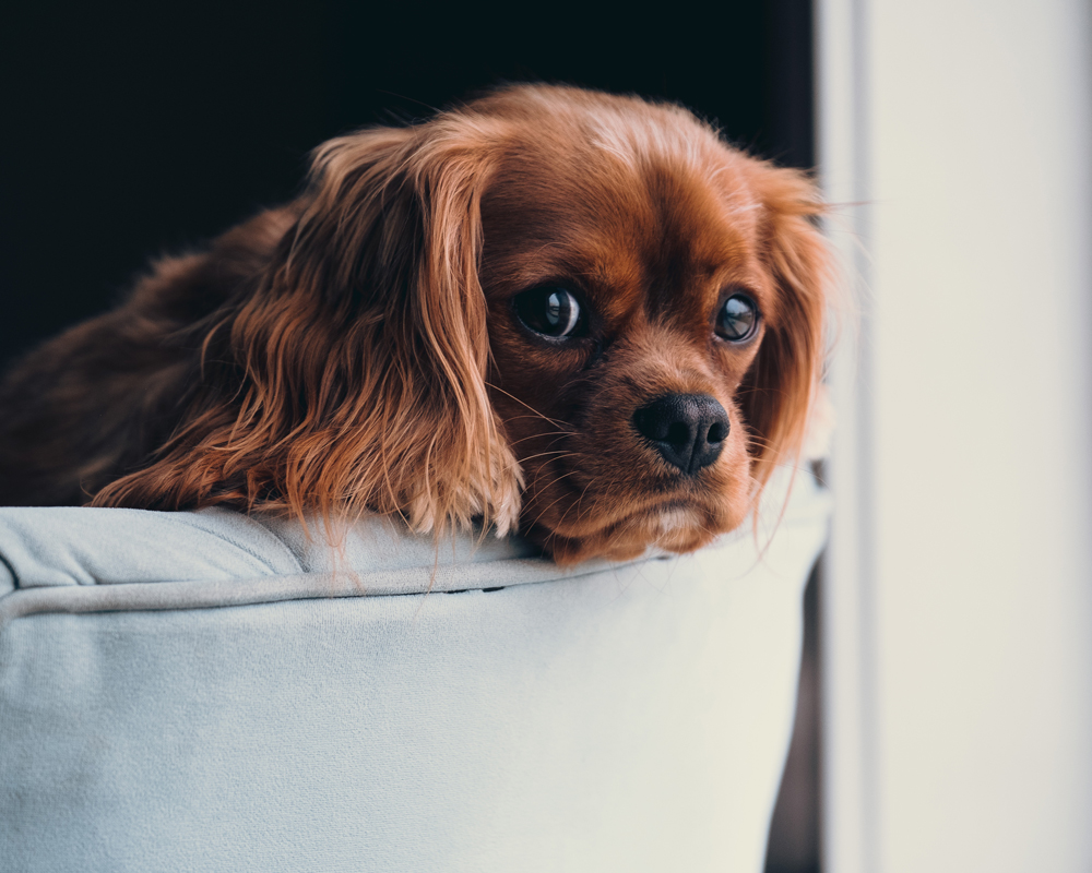 Cavalier spaniel dog looking sad