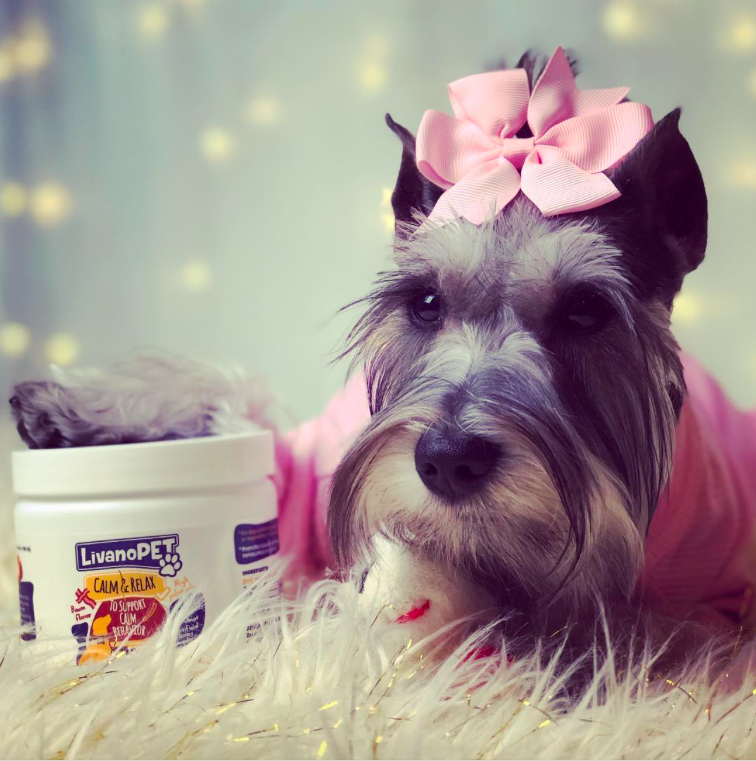 Cute dog with LivanoPET product