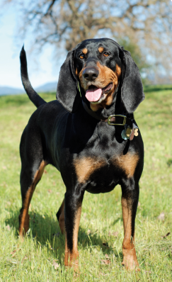 Is the Rottweiler or the Black & Tan Coonhound Right for ...