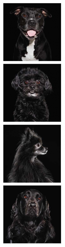 Overlooked Black Dogs Modern Dog Magazine