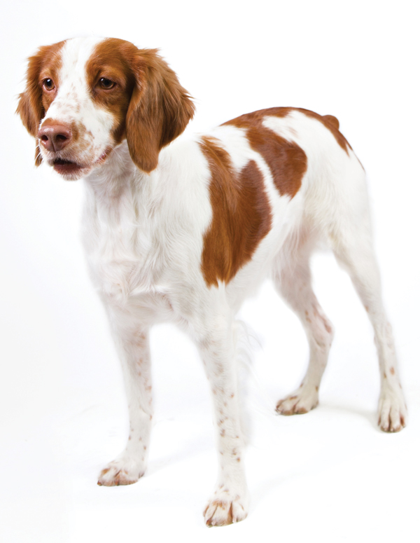 brittany dog height