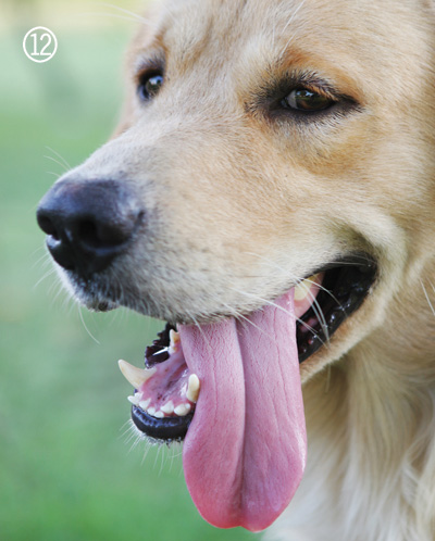 What is My Dog Trying to Tell Me? | Modern Dog magazine