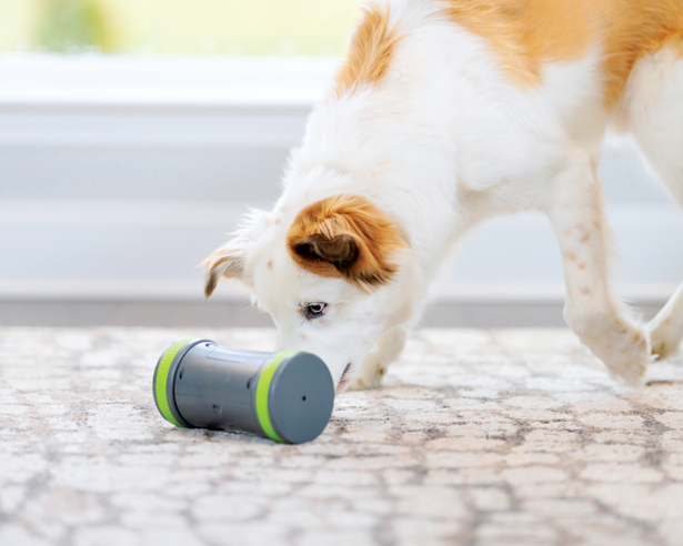DogTech PetSafe The 12 Best Smart Gadgets for Dogs and Dog Lovers | Modern Dog Magazine