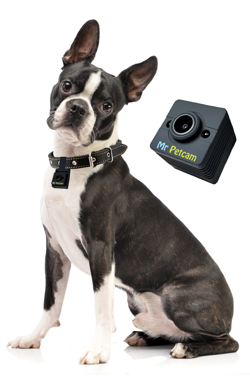 DogTech Petcam The 12 Best Smart Gadgets for Dogs and Dog Lovers | Modern Dog Magazine