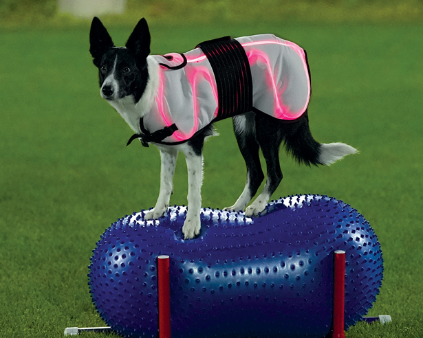 DogTech SpectraTherapy The 12 Best Smart Gadgets for Dogs and Dog Lovers | Modern Dog Magazine