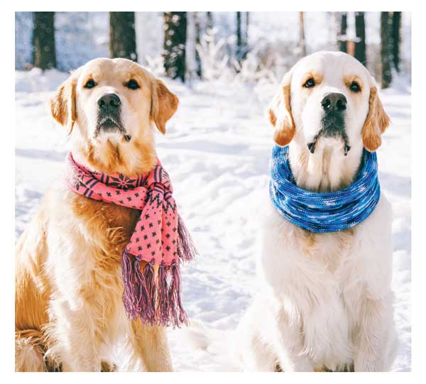 two dogs sitting in snow