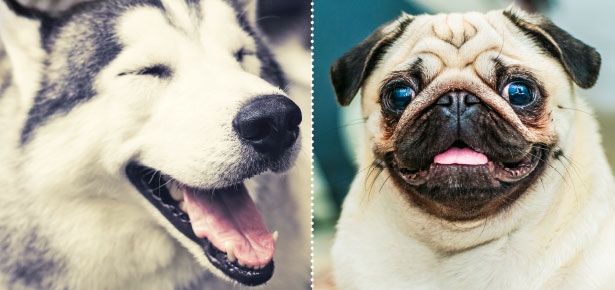 How To Make Your Dog Laugh (really) | Modern Dog magazine