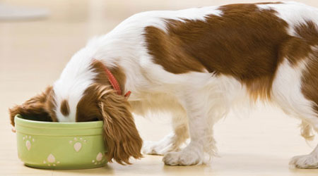 dog urns petsmart