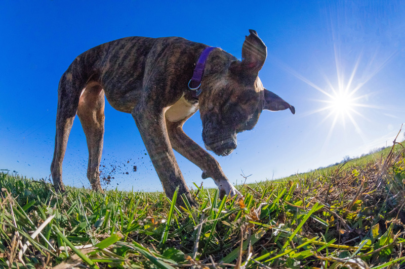 Joshua Oldridge photograph of dog in the sun
