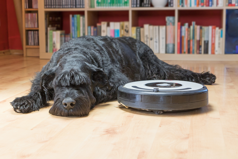 How to Keep Your House Clean With a Shedding Dog 