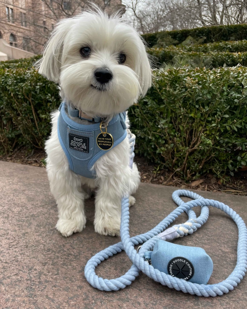 Dog with Doodle Couture denim pocket harness
