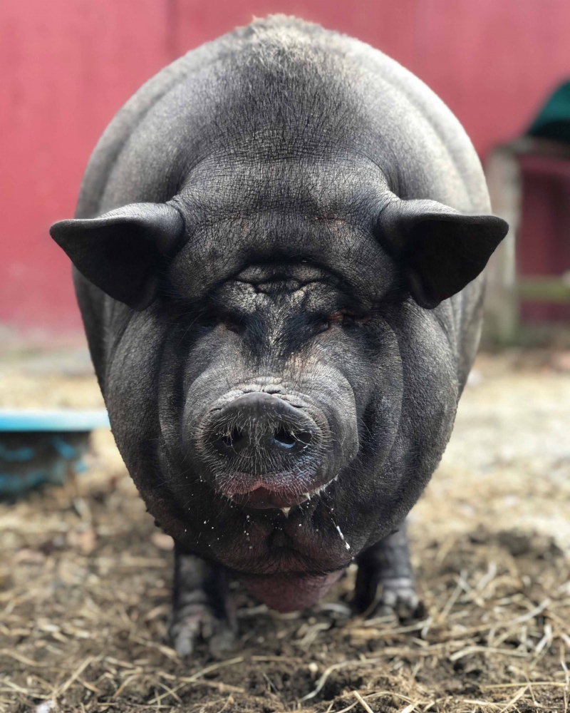 Juliette the Pig at Funny Farm