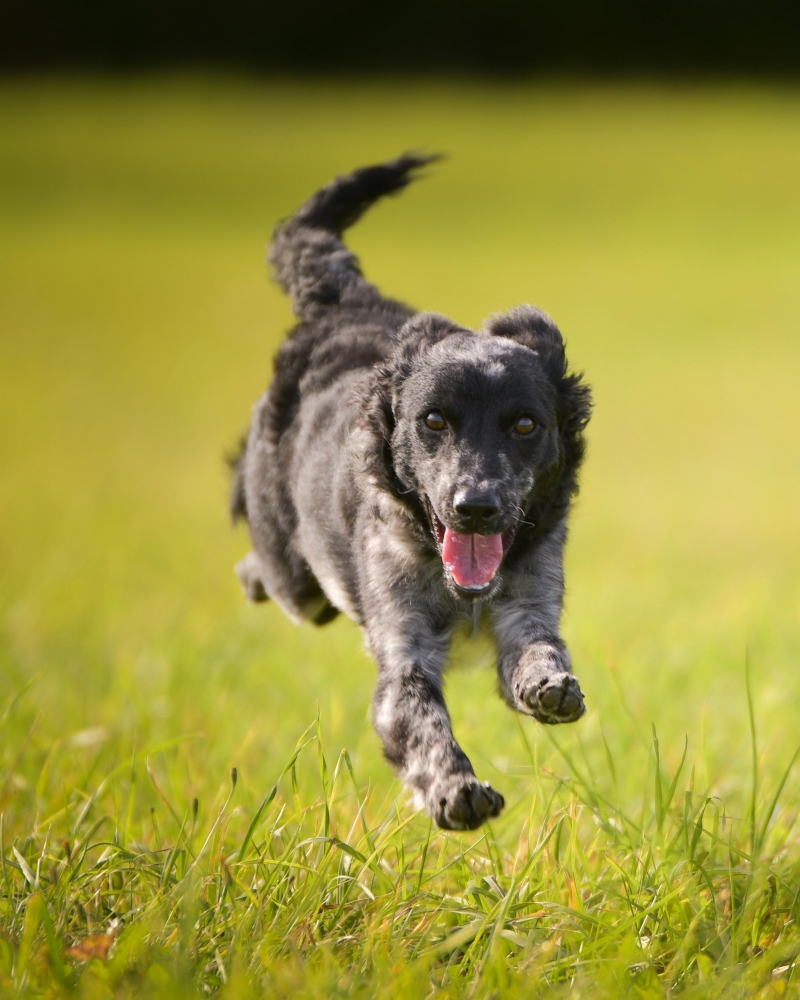 Mudi Puppy running full of energy