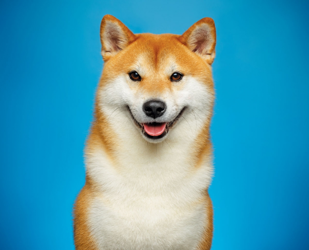 The Shiba Inu Modern Dog magazine