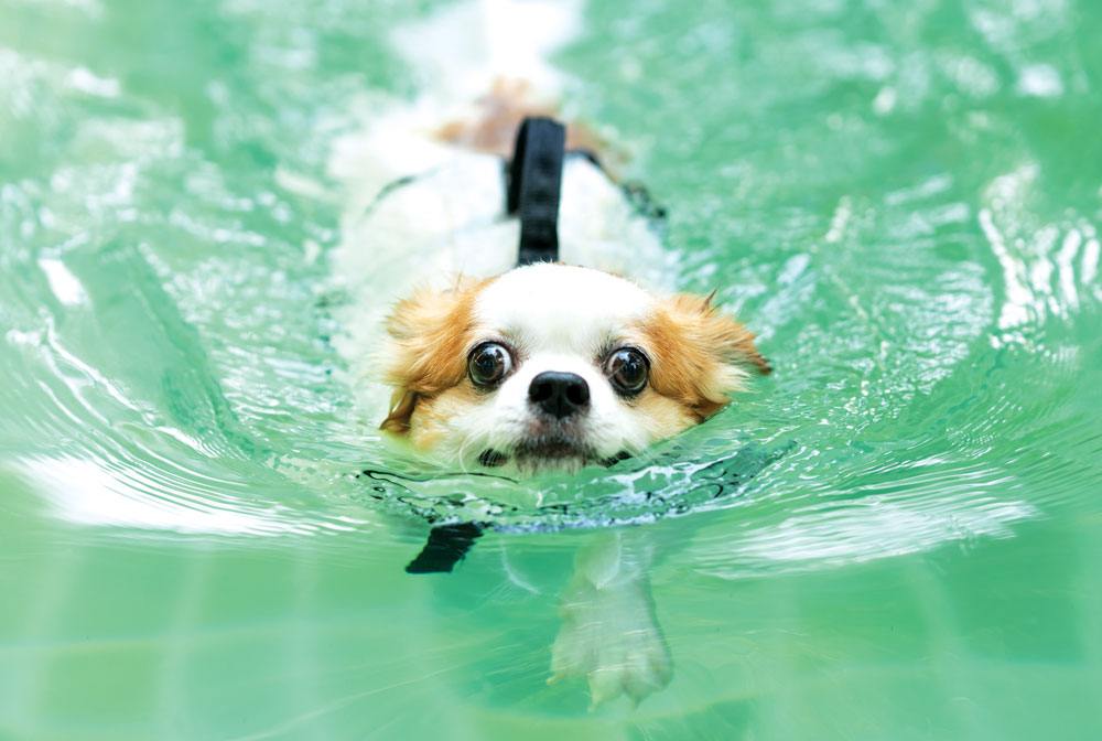 Can All Dogs Swim Modern Dog Magazine