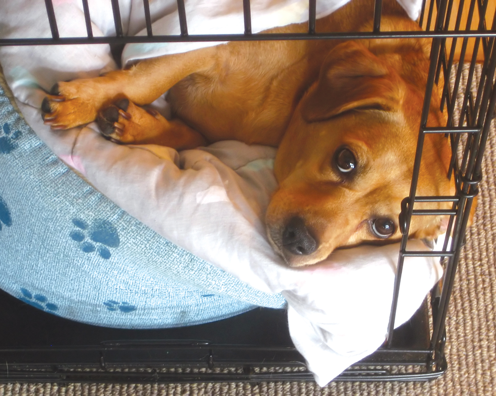 What to Do When Your Puppy Cries At Night In His Crate