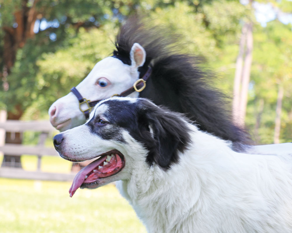 Unlikely Besties: Dog and Miniature Horse Become “Instant Best Friends” |  Modern Dog magazine