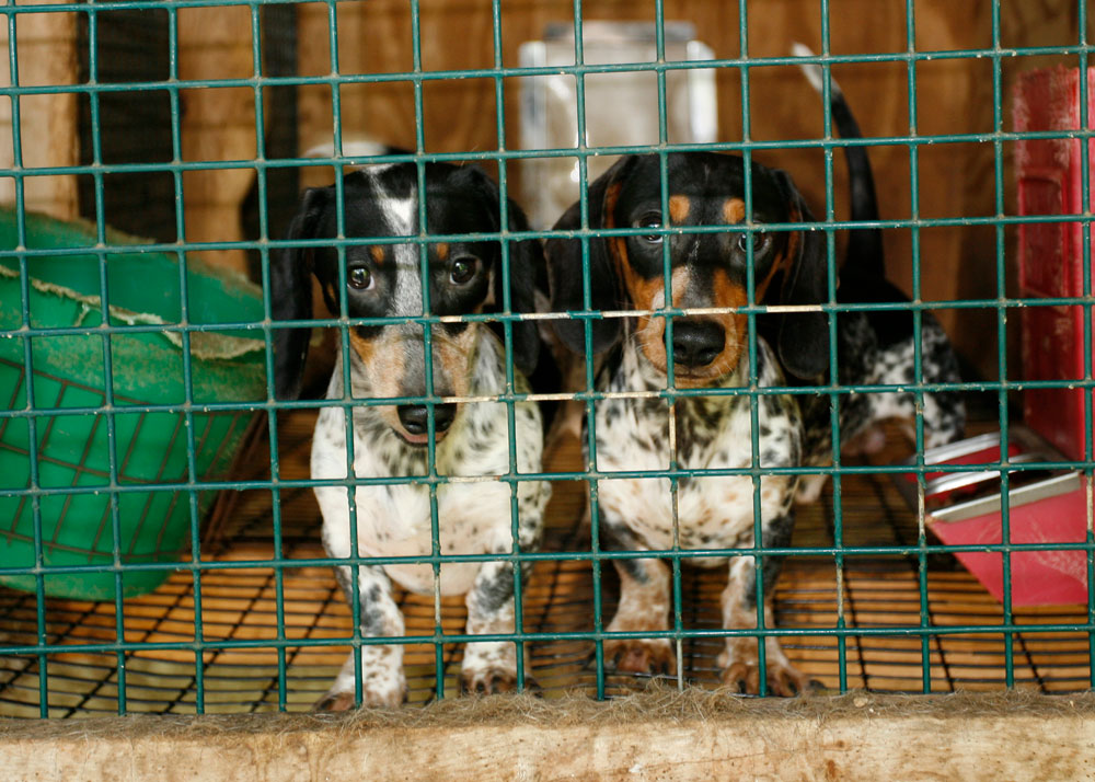 whats wrong with puppy mills