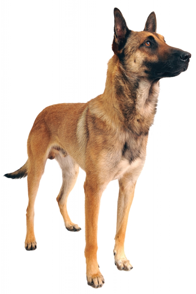whats the dog that looks like a german shepherd