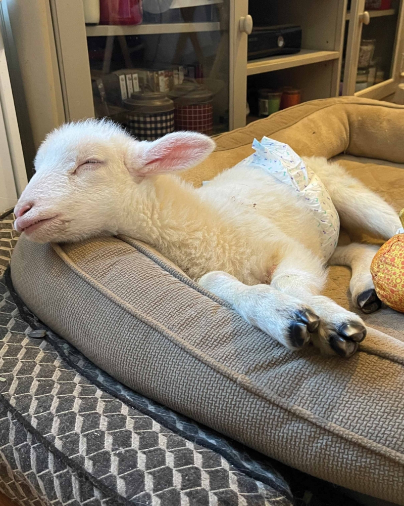 Blind baby lamb Bradley at Funny Farm sleeping on sofa