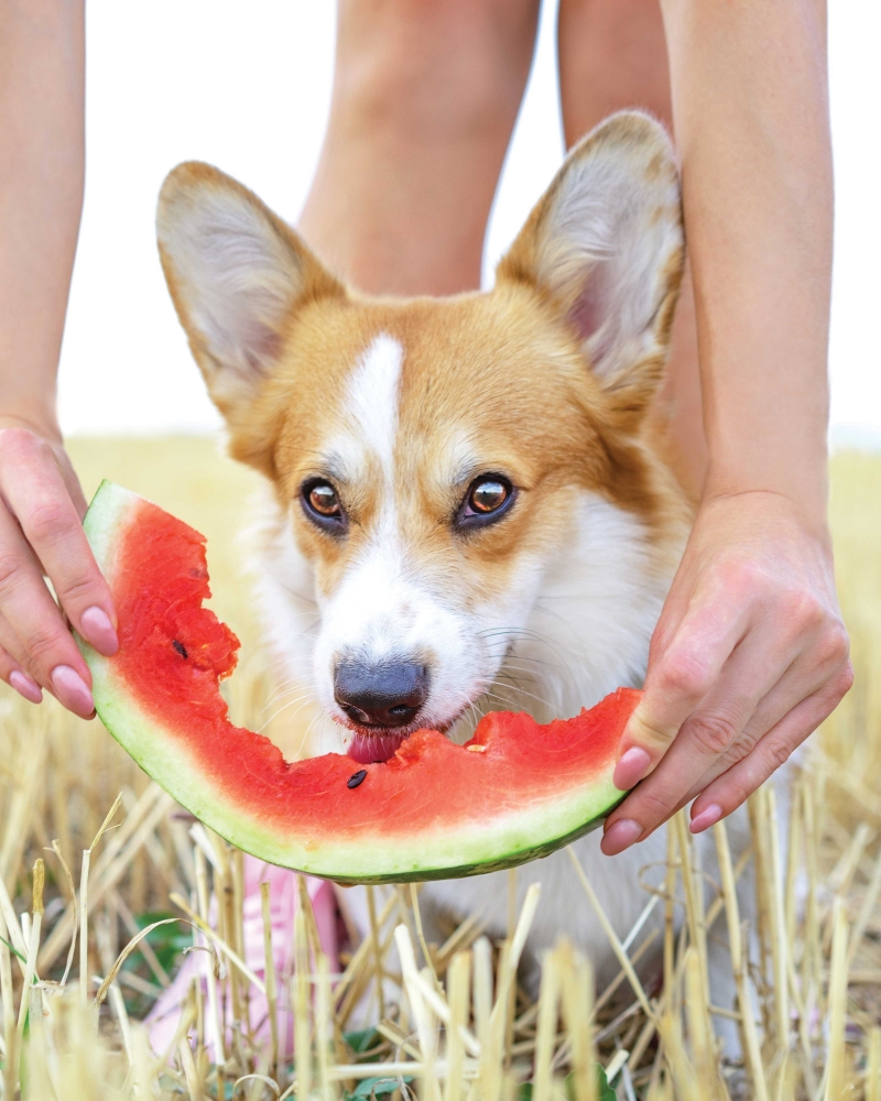 Dog eating watermelon to keep cool in the summer