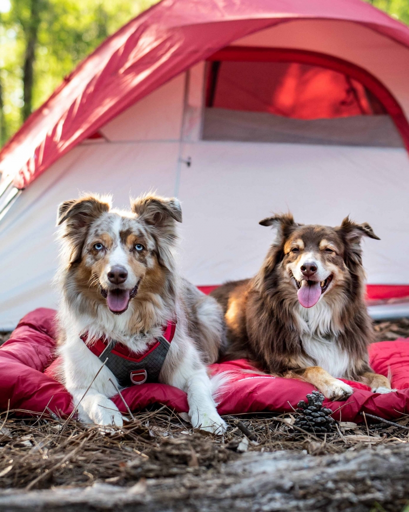 Dogs sitting on dog bed in front of a tent in the campground