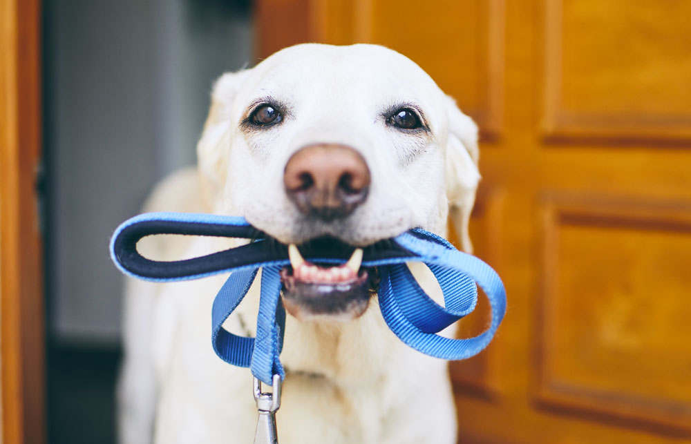 How Toys and Other Items Can Occupy Your Puppy and Boost its