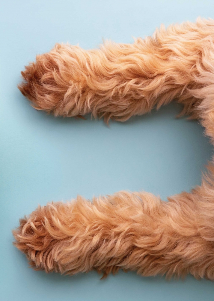 Hairy dog paws on blue background