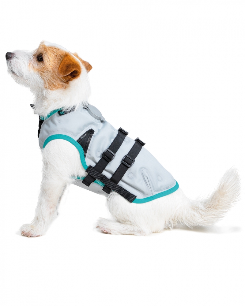 Dog wearing Dry Cooling Vest from Suitical to keep cool in the summer