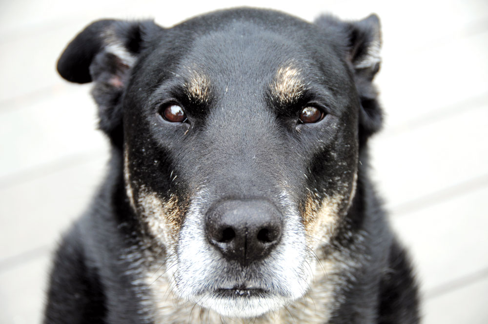 10 Must-Have Products for Senior Dogs – Shed Happens