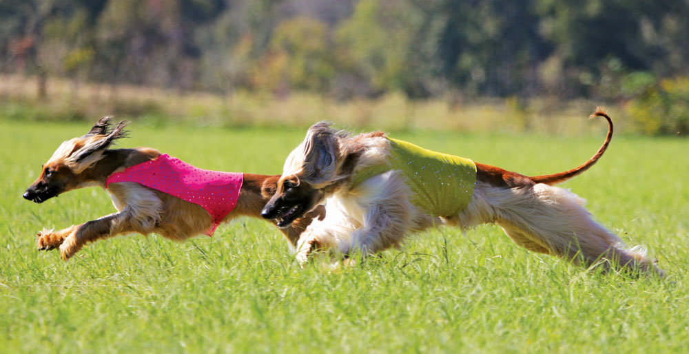 Dogs Enjoy Lure Course Fun Run in Melbourne
