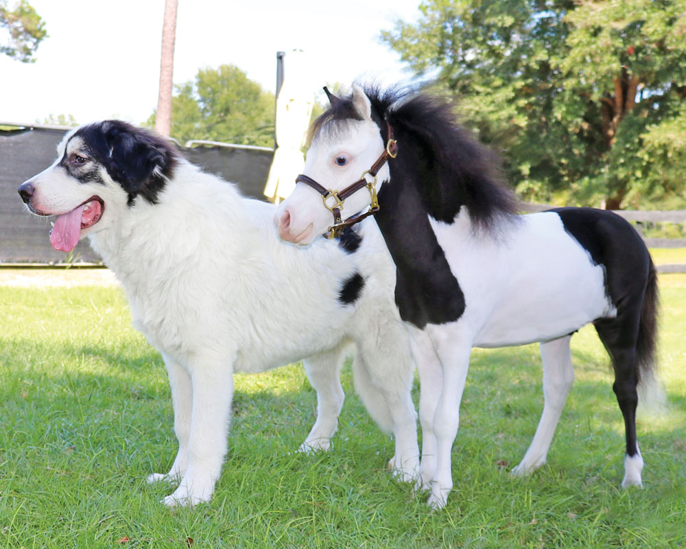 Unlikely Besties: Dog and Miniature Horse Become “Instant Best Friends” |  Modern Dog magazine