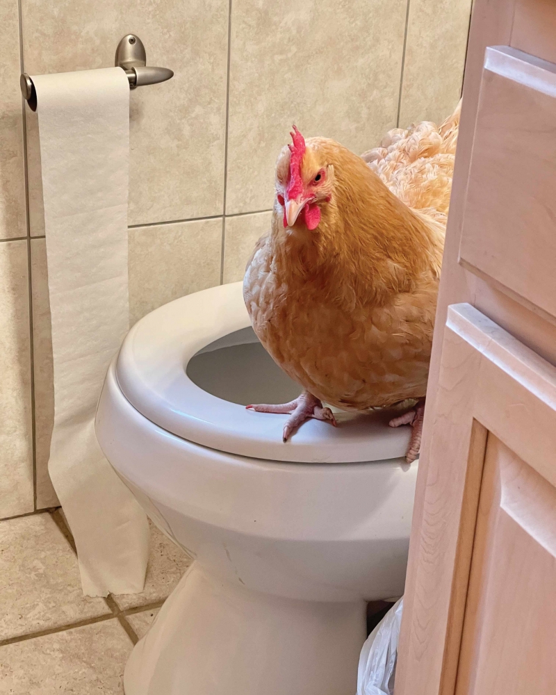 Adele the Diva chicken on toilet at Funny Farm