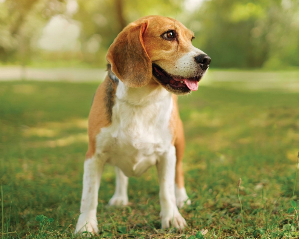 Beagle dog standing looking sideways in the park