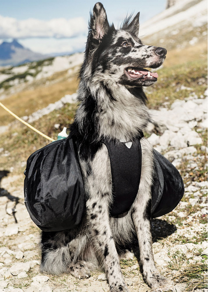 Dog hiking wearing a Hurtta Trail Pack